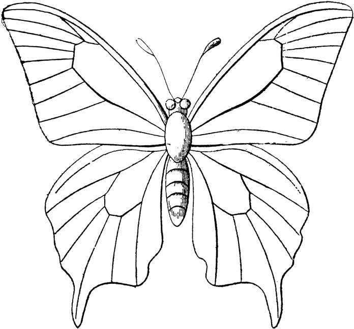 Black And White Monarch Butterfly Free Clip Art, Monarch - Outline Sketch Of Butterflies (700x654), Png Download