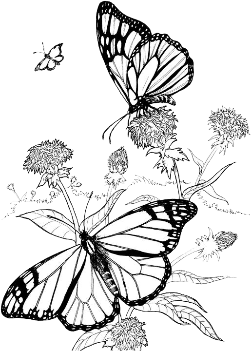 Butterfly & Hummingbird Garden Ideas And Tips - Butterfly Flower Coloring Pages (515x720), Png Download