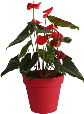 Tu Tienda De Flores En Murcia - San Lorenzo Florist (450x450), Png Download