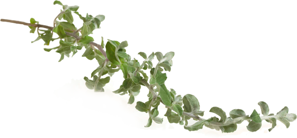 Phytonutrient Plant Compounds For Additional Nutritional - Houseplant (599x279), Png Download