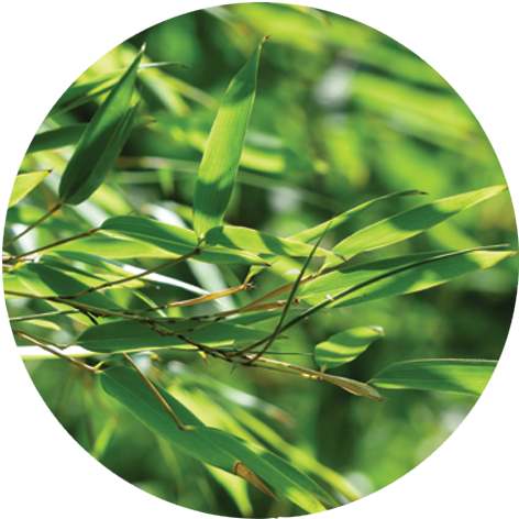 Site Under Construction - Fargesia Robusta - Bambou (c3) (500x500), Png Download