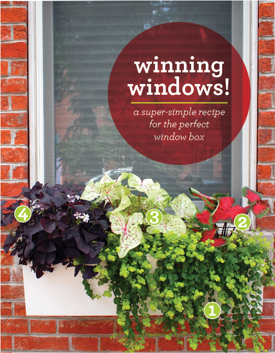 Window Boxes To Be Proud Of - United Way Worldwide (612x792), Png Download