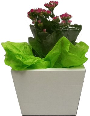 Bouquet Slant Pop & Go® Floral Box - Box (360x407), Png Download