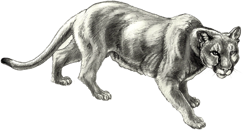 Mountain Lion " - Mountain Lion Black And White (490x272), Png Download