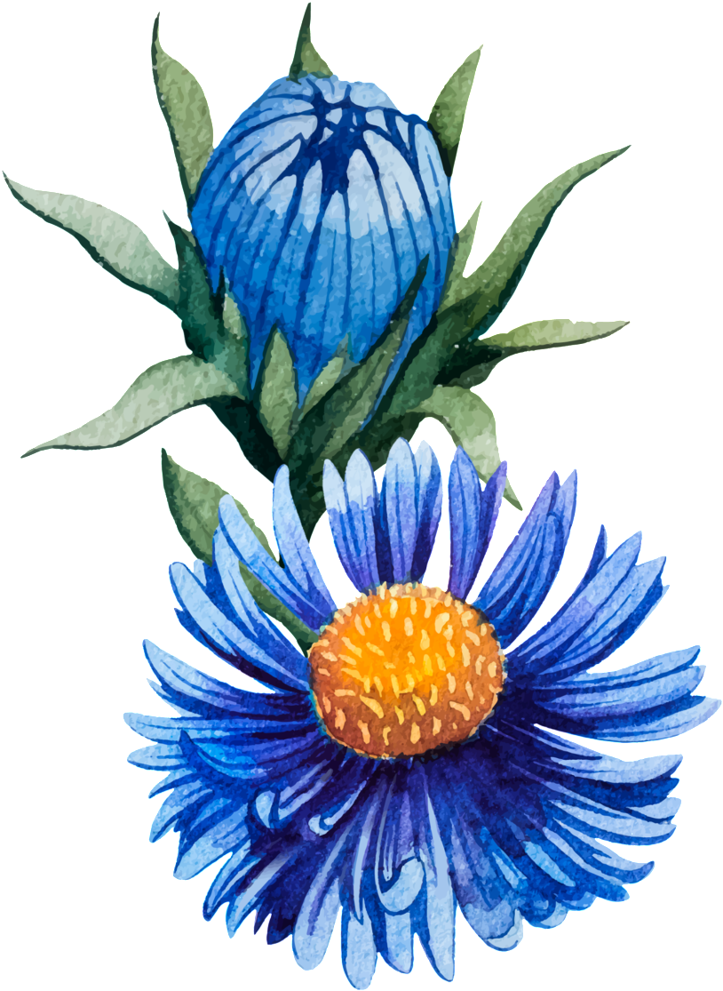 Glamour Blue Hand Painted Chrysanthemum Decorative - Dibujos De Flores Crisantemos (1024x1254), Png Download