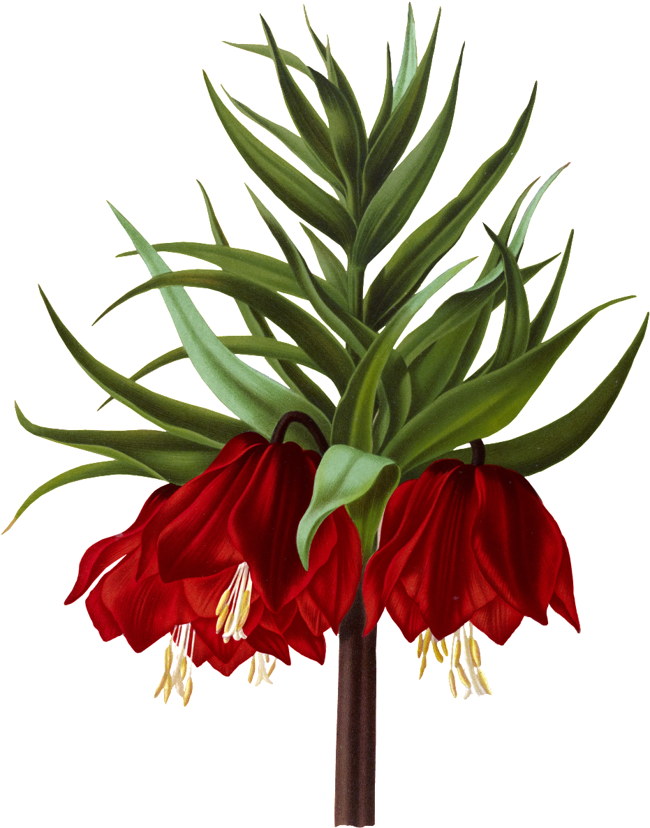 Crown Imperial (1024x1280), Png Download