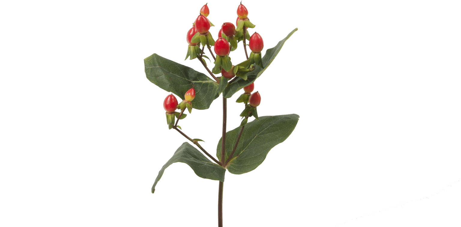 Hypericum Fire Flair - Hypericum (1536x1024), Png Download