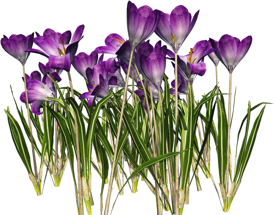 Crocus Png Clipart - Crocus (1024x768), Png Download