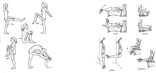 Is The Only Quadricep Muscle That Crosses The Hip Joint - Joint (546x258), Png Download