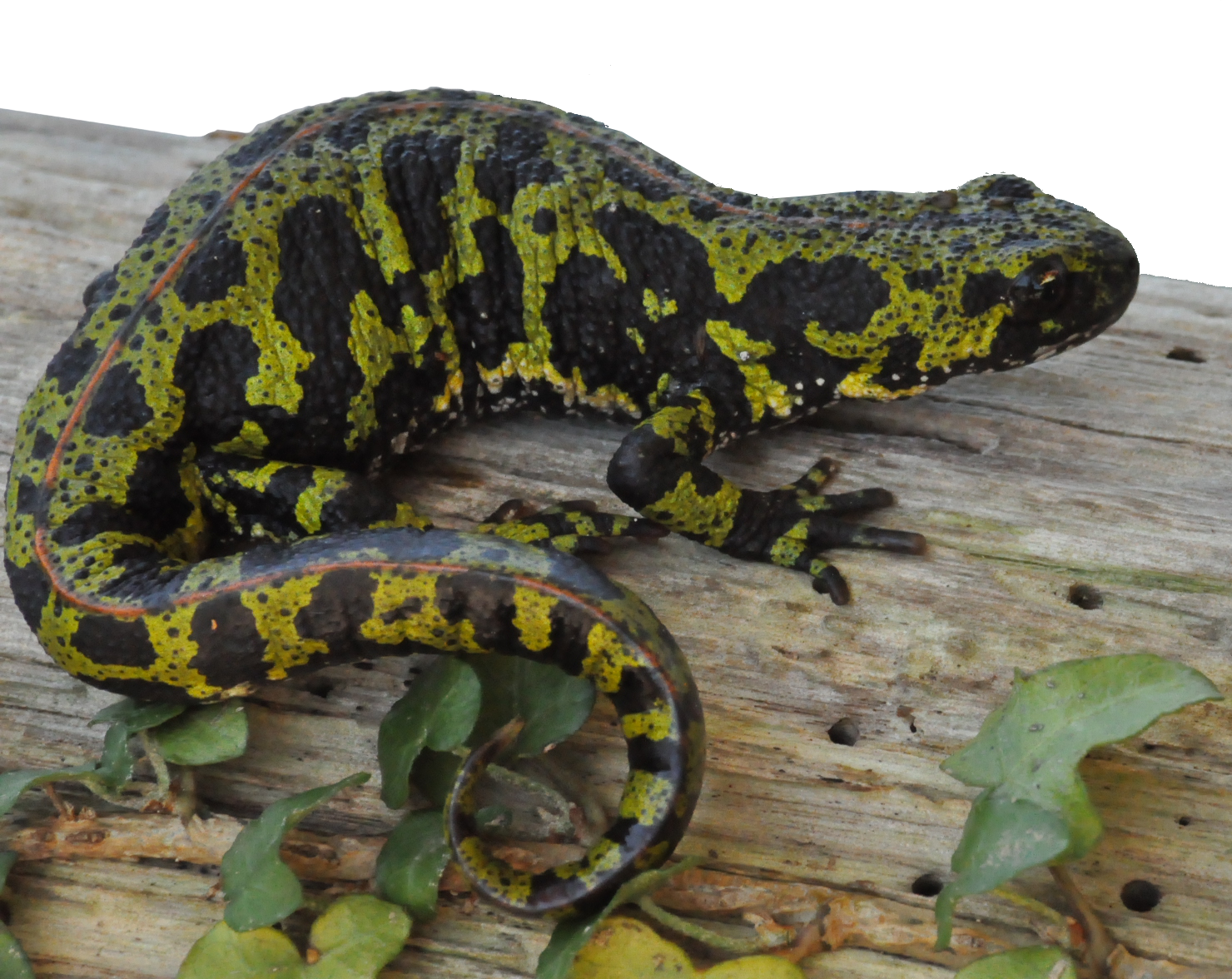 El Pasado 30 De Junio Un Compañero De Red Cambera Localizó - Burmese Python (1480x1176), Png Download