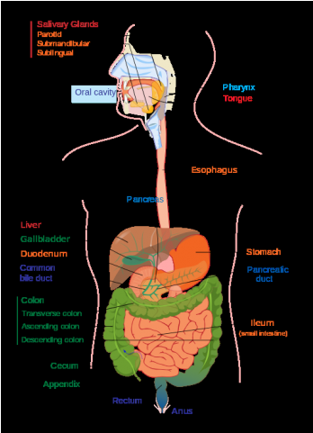 Class X - Human Digestive System (640x480), Png Download