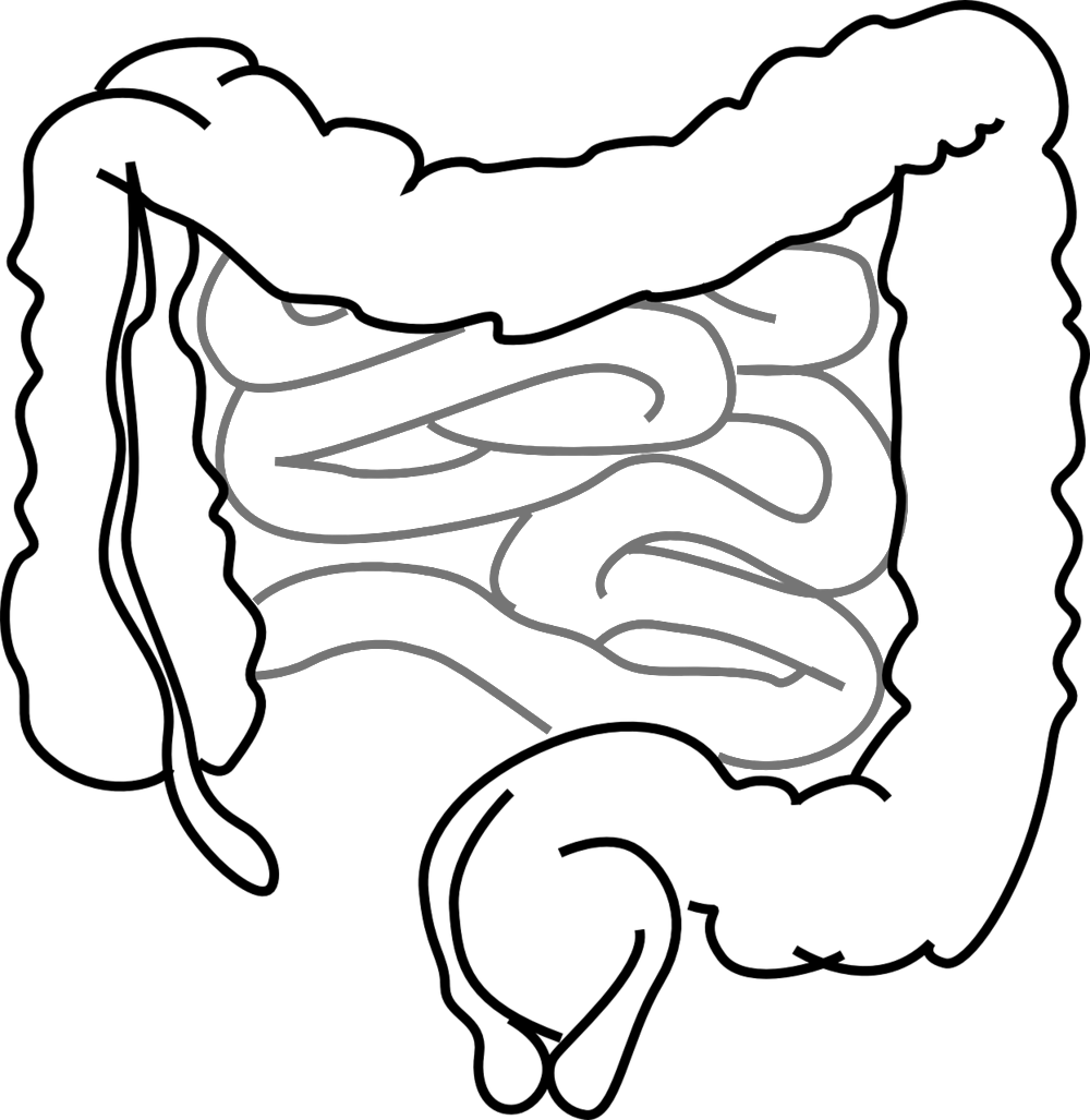 Intestines-293929 1280 - Intestine Clip Art (1000x1027), Png Download