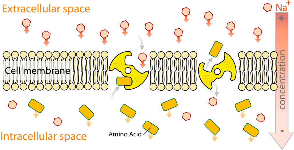 Fig 2 The Sodium Amino Acid Transporter, Which Is Nearly - Biology Secondary Active Transport (1024x531), Png Download