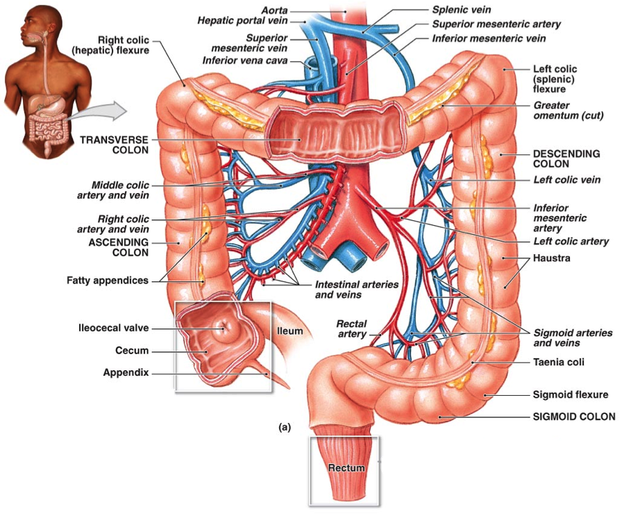 Intestinal Gas - Large Intestine Blood Vessels (896x743), Png Download