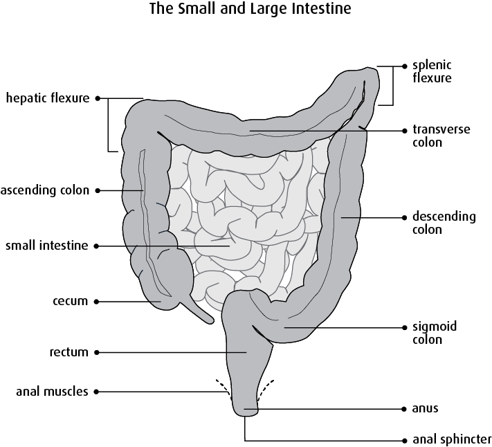 Bowel Resection - Segmental Resection Of Small Bowel (711x646), Png Download