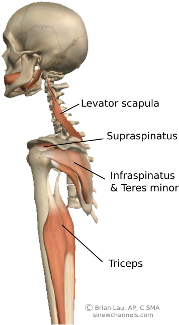 I Feel That The Specific Anatomy Associated With The - Anatomy (390x679), Png Download