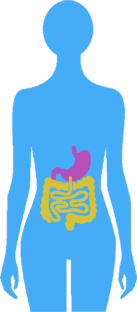 Digestion (479x1087), Png Download