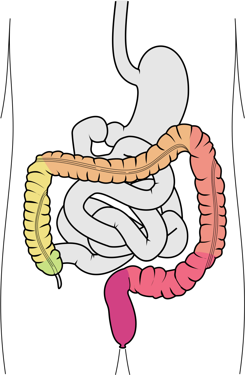 The Medical Specialist Prof - Ligament Of Treitz (1200x1689), Png Download
