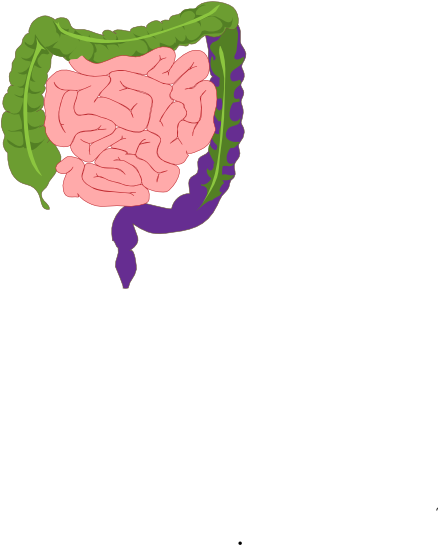 Small - Digestive System (570x597), Png Download