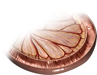 The Small Intestine, Named For Its Small Diameter, - Plywood (400x400), Png Download