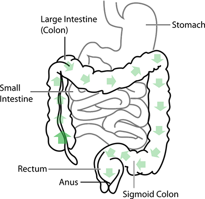 Transverse Section of Small Intestine  ClipArt ETC
