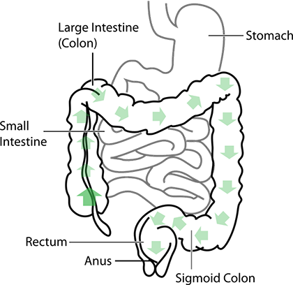 Constipation Is Defined As A Bad Functioning Of Our - Small Intestine Sketch Diagram (420x408), Png Download