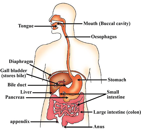 1211 - Human Digestive System Drawing (500x500), Png Download