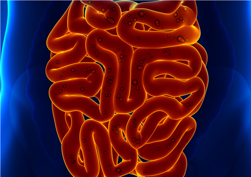 The Health Of Your Gut More Important Than You Think - Absolute Enzymes Complete Digestive Enzyme Formula (836x839), Png Download