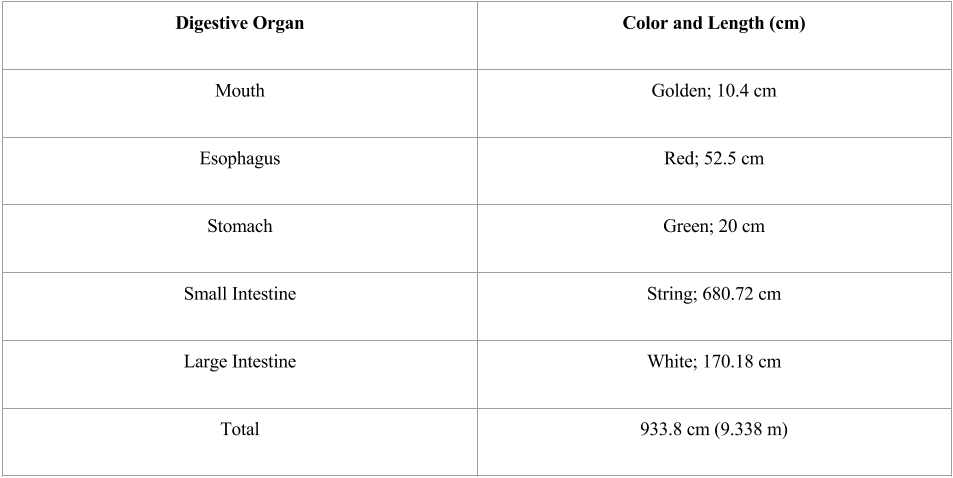 Data Table For Digestive System Lab - Data About The Digestive System (953x478), Png Download