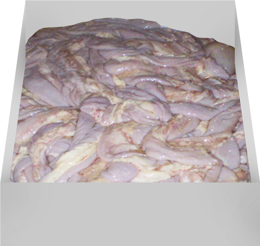 Small Intestine / Tripa - Kaszanka (1280x1280), Png Download