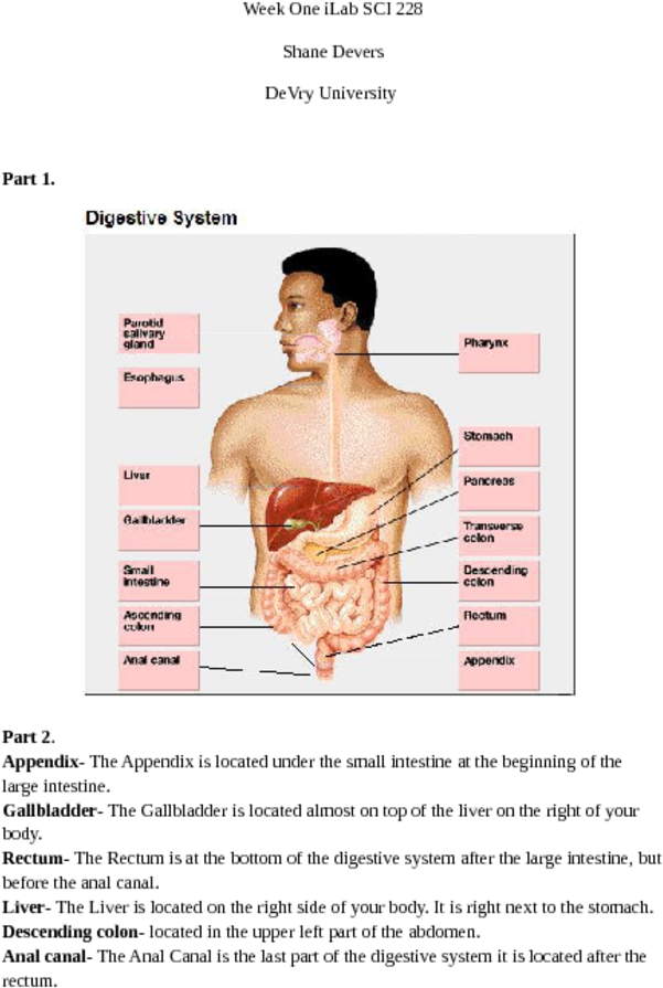 Appendix The Appendix Is Located Under The Small Intestine - Nutrition (850x1100), Png Download