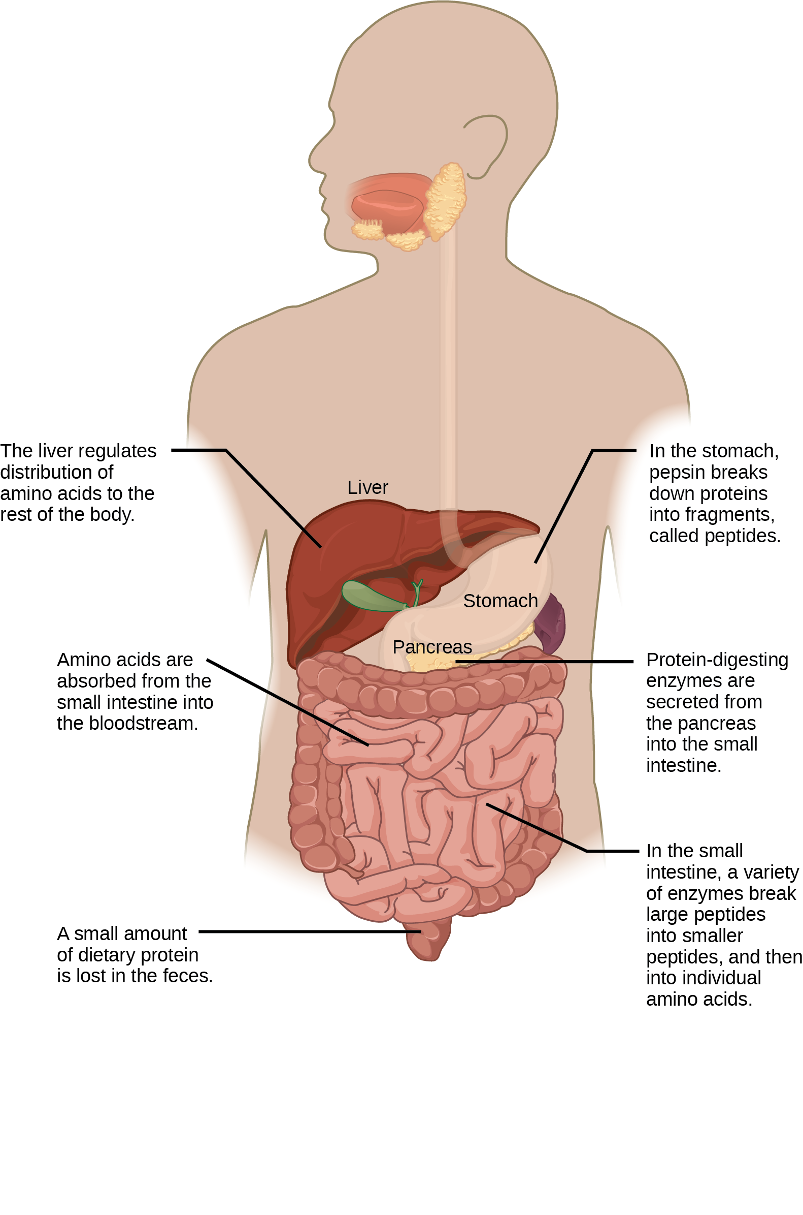 Protein Digestion Begins In The Stomach, Where Pepsin - Digestion (1582x2391), Png Download