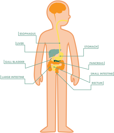 The Large Intestine Also Reabsorbs Water & Nutrients - Cartoon (508x600), Png Download
