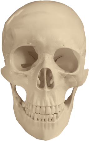 Craneo Png (500x564), Png Download