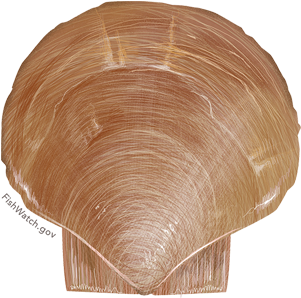 Atlantic Sea Scallop - Placopecten Magellanicus (640x427), Png Download