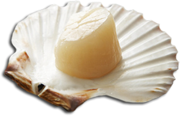 Like Clams And Oysters, Scallops Are Bivalves - Bavarian Cream (900x418), Png Download