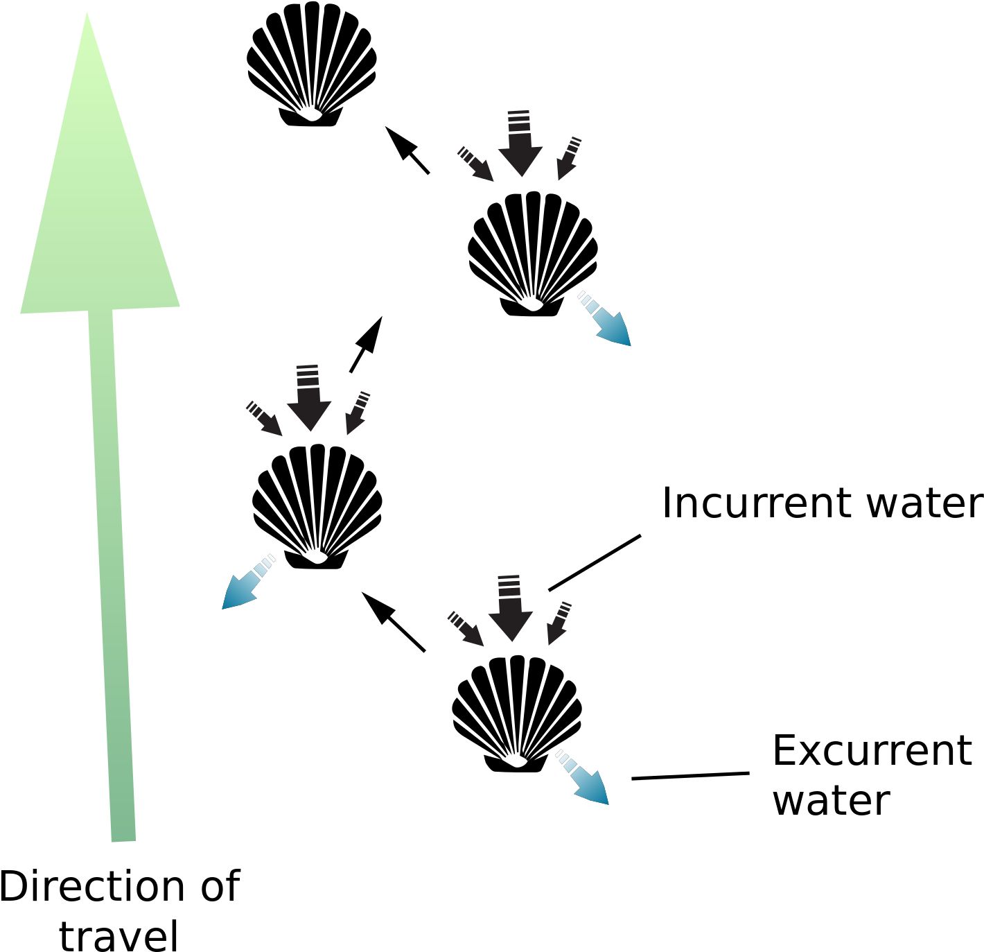 Open - Do Scallops Swim (2000x1605), Png Download