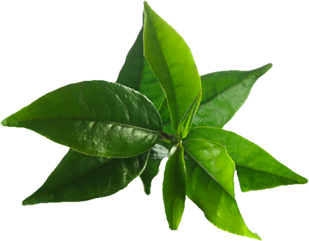 Image Result For Tea Tree - Tea Tree Oil Leaves (1024x1024), Png Download