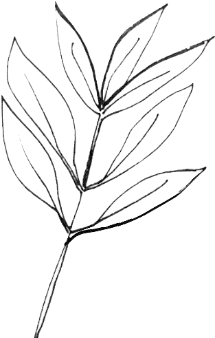 Tea Tree - Tea (410x516), Png Download