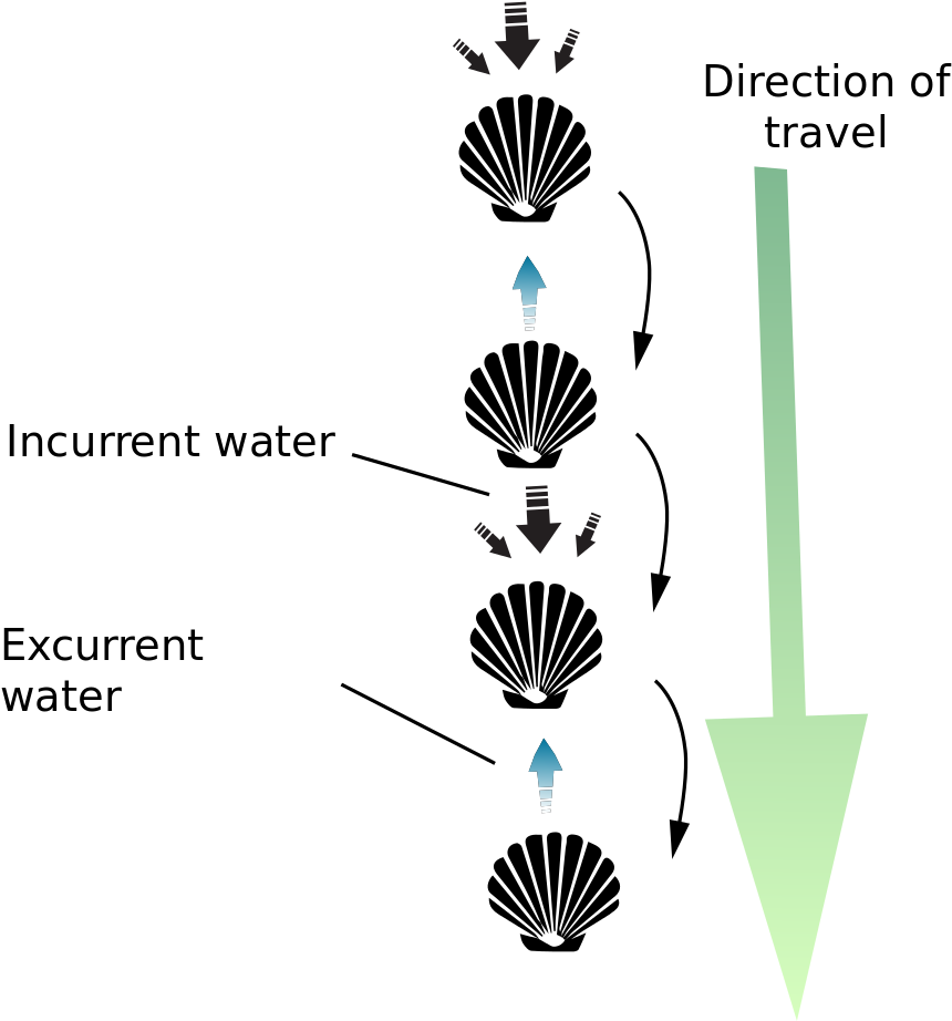 Download File Scallop Jump Svg Motion PNG Image with No