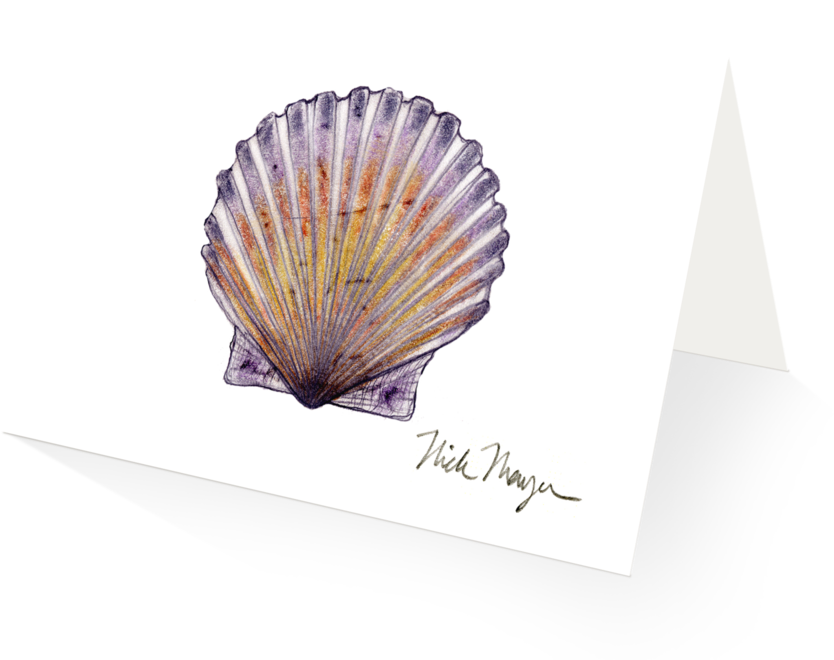 Scallop - Shell (1024x825), Png Download
