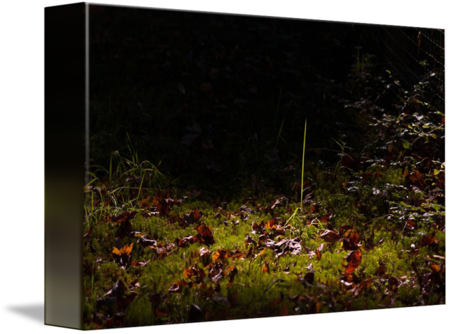 "one Blade Of Grass" By Stephen Sepan, - Grass (650x482), Png Download