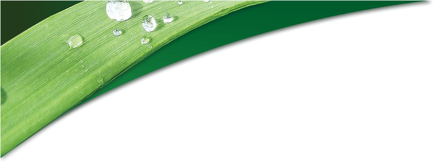 Top Blade - Grass (1000x349), Png Download