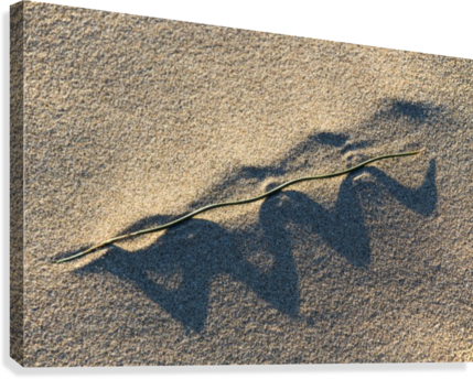 Grass Blade And Serpent Shadow Canvas Print - Artist (429x344), Png Download