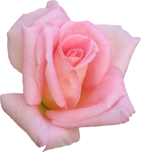 Blackpink/k-pop Image You Want - Розовые Розы (464x500), Png Download