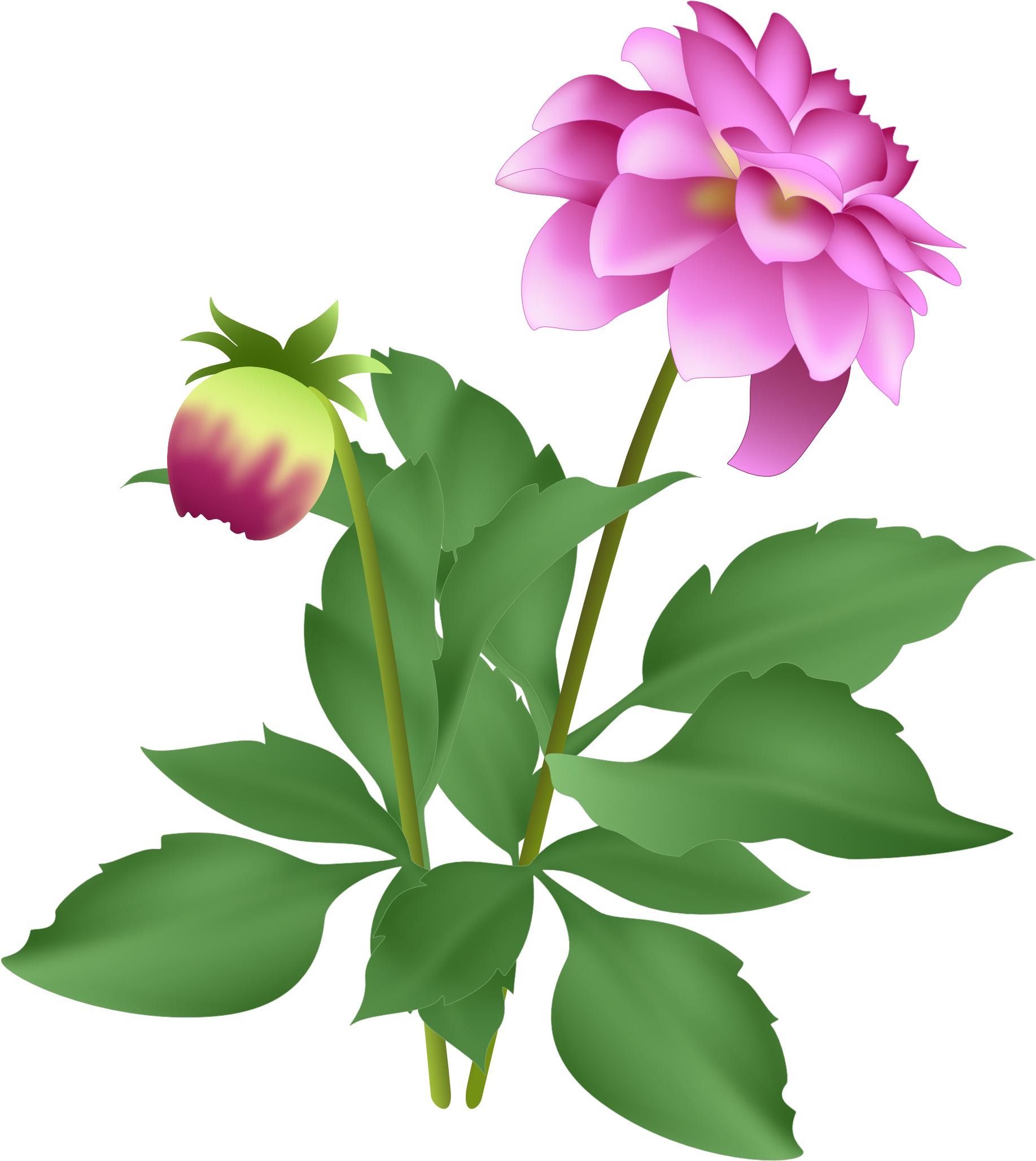 As Long As I Keep Dead Heading, It Continues To Flower - Dahlia (1890x2206), Png Download