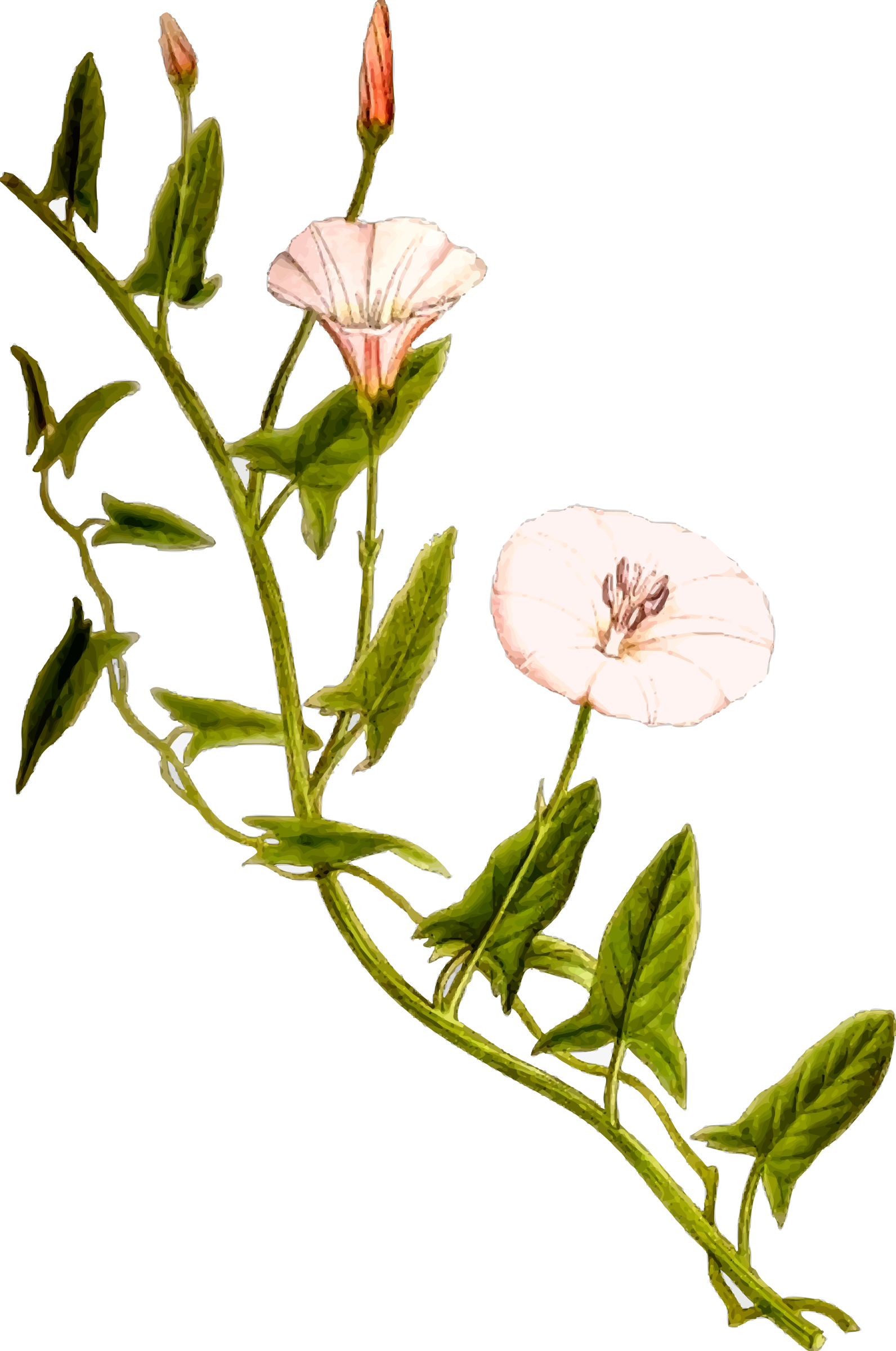 Big Image - Bindweed Png (1592x2400), Png Download