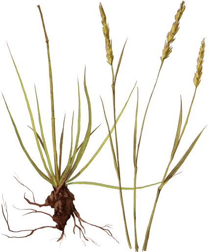 Grass (472x760), Png Download