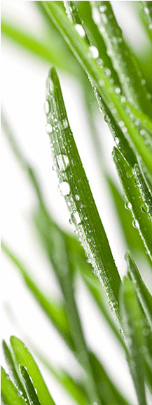 Blades Of Grass Door Mural - Silver (576x576), Png Download