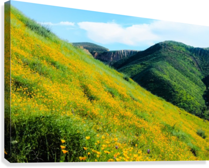 Yellow Poppy Flower Field With Green Leaf And Green - Poppy (429x344), Png Download